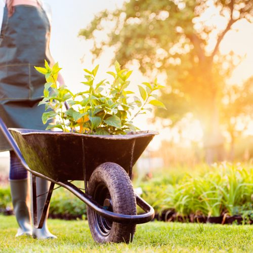 Spring Cleaning for Your Yard