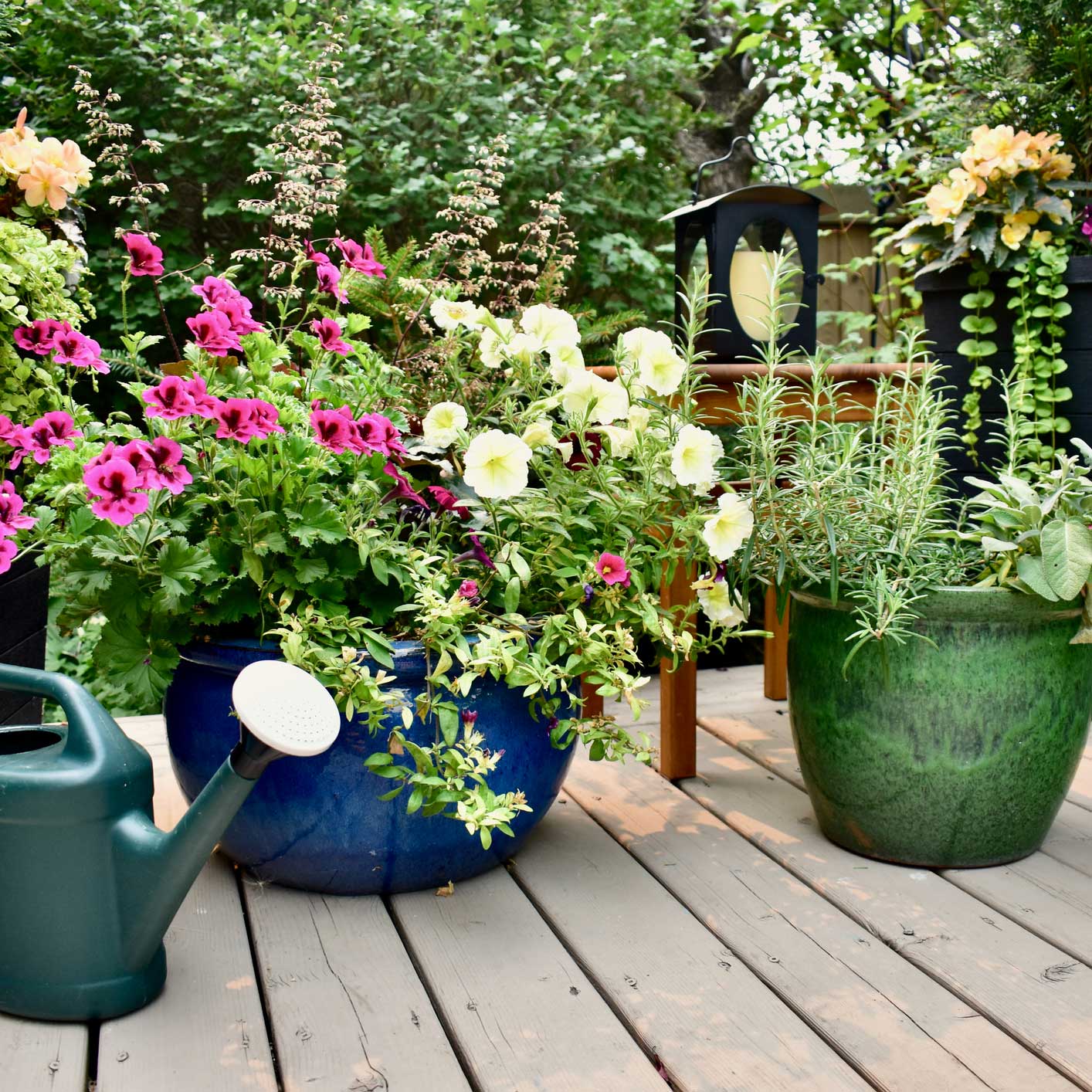 Bringing your patio to life with plants