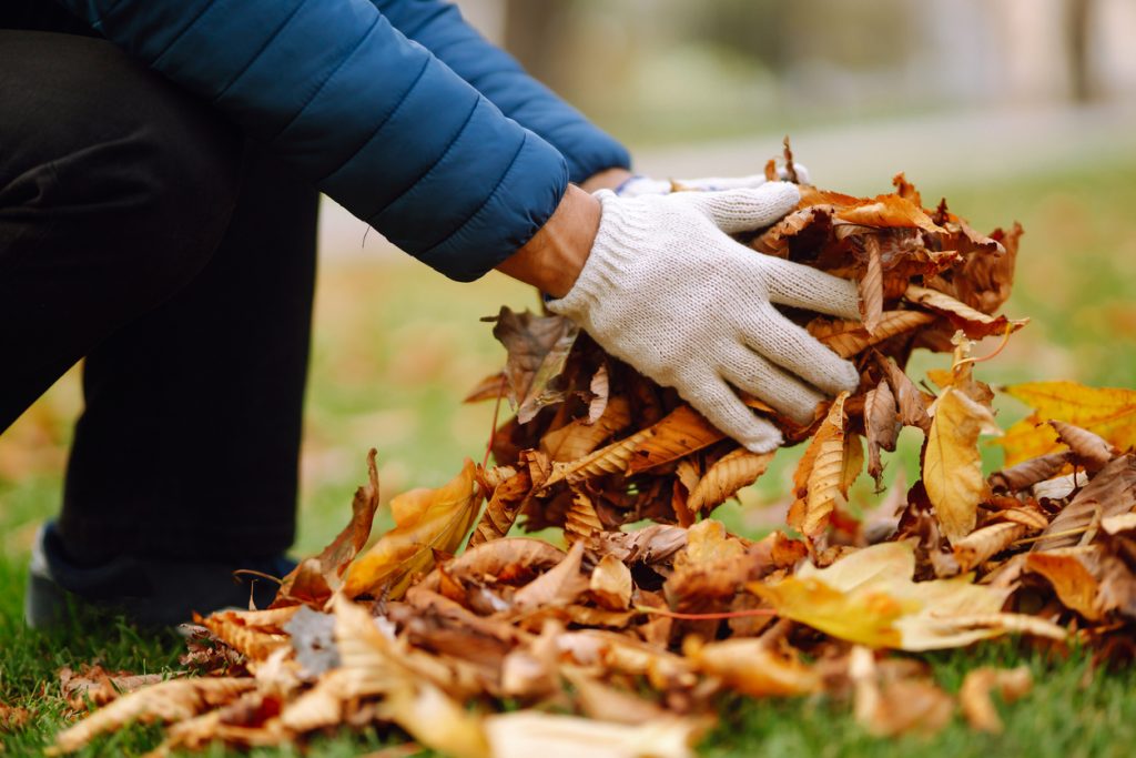 Cleaning of autumn leaves in the park.
