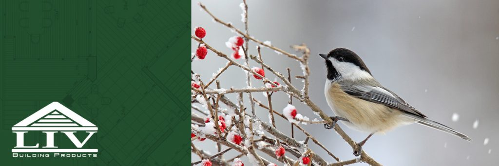 Tips for feeding the birds this winter