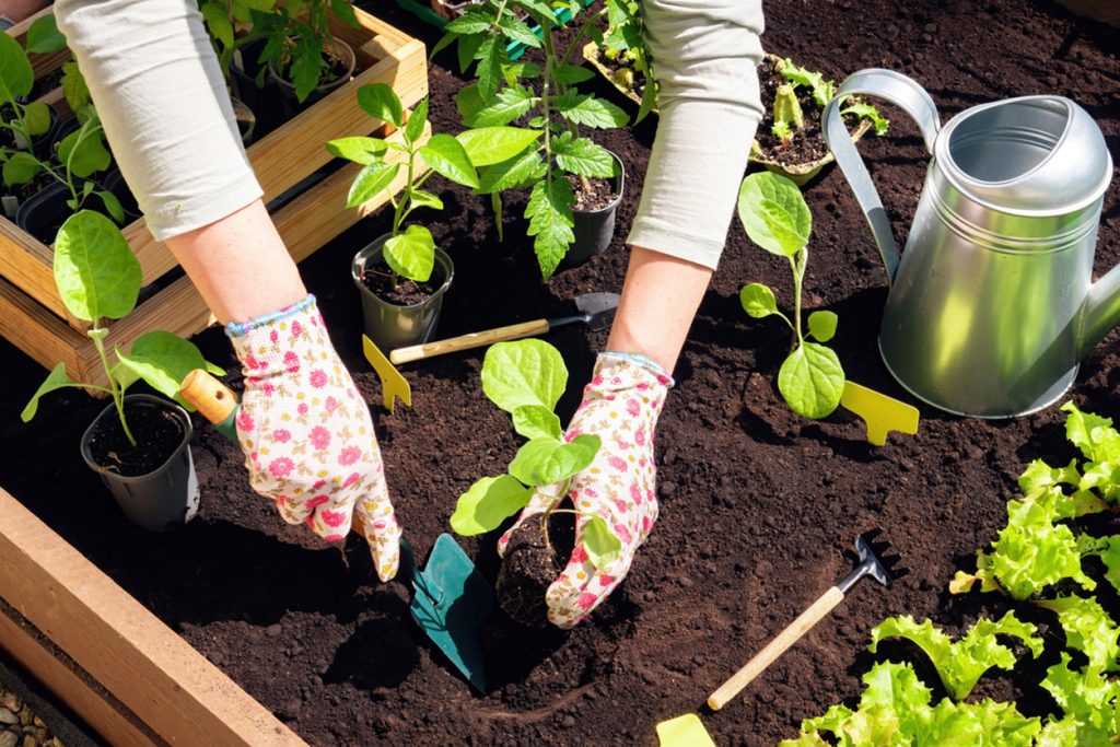 Sprout into Spring: Essential Gardening Tips and Tricks with Liv Building Products
